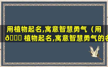 用植物起名,寓意智慧勇气（用 🐛 植物起名,寓意智慧勇气的名字）